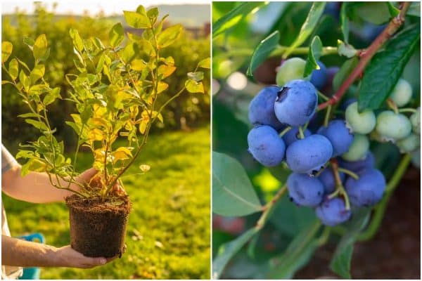 Enhancing Your Blueberry Patch The Best Companion Plants for Blueberries