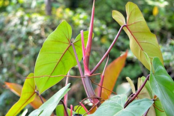 Unveiling the Allure of Blushing Philodendron A Comprehensive Guide