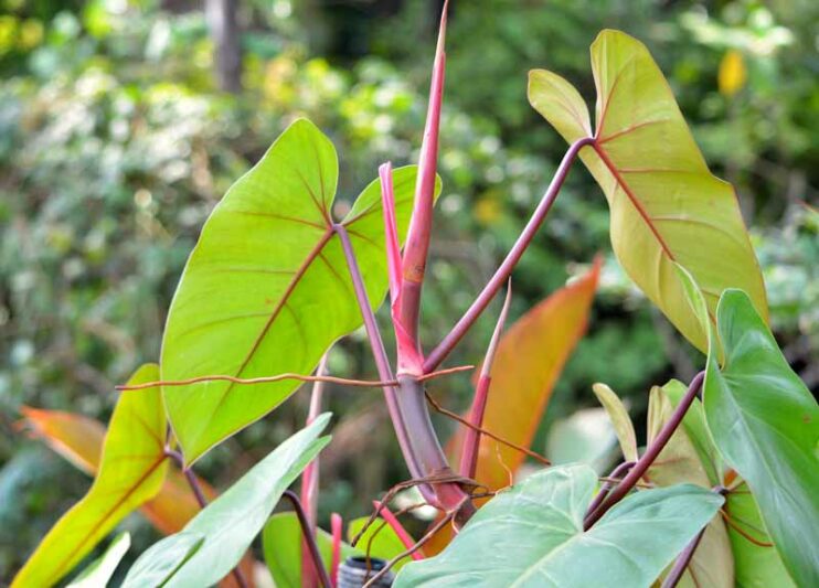 Unveiling the Allure of Blushing Philodendron A Comprehensive Guide