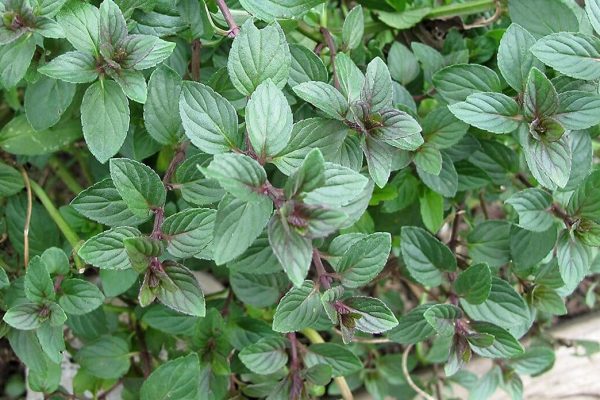 Unveiling the Delightful Aroma and Flavors of Chocolate Mint Plants A Comprehensive Guide