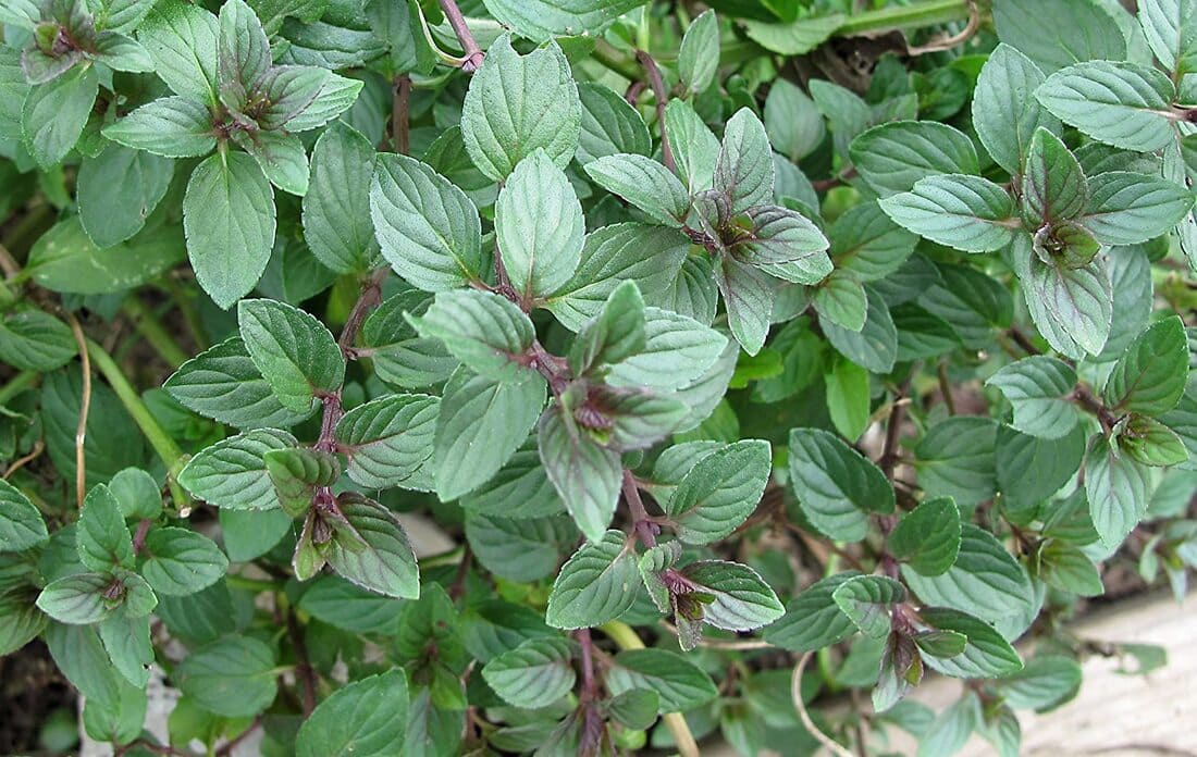 Unveiling the Delightful Aroma and Flavors of Chocolate Mint Plants A Comprehensive Guide