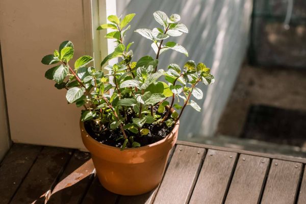 Unveiling the Allure of the Chocolate Mint Plant: A Sweet Treat for Your Senses