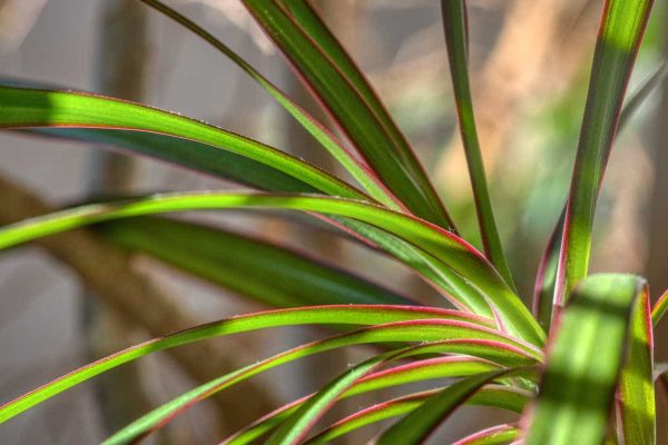 Unveiling the Beauty and Care of Dracaena Marginata A Guide to the Dragon Tree Plant