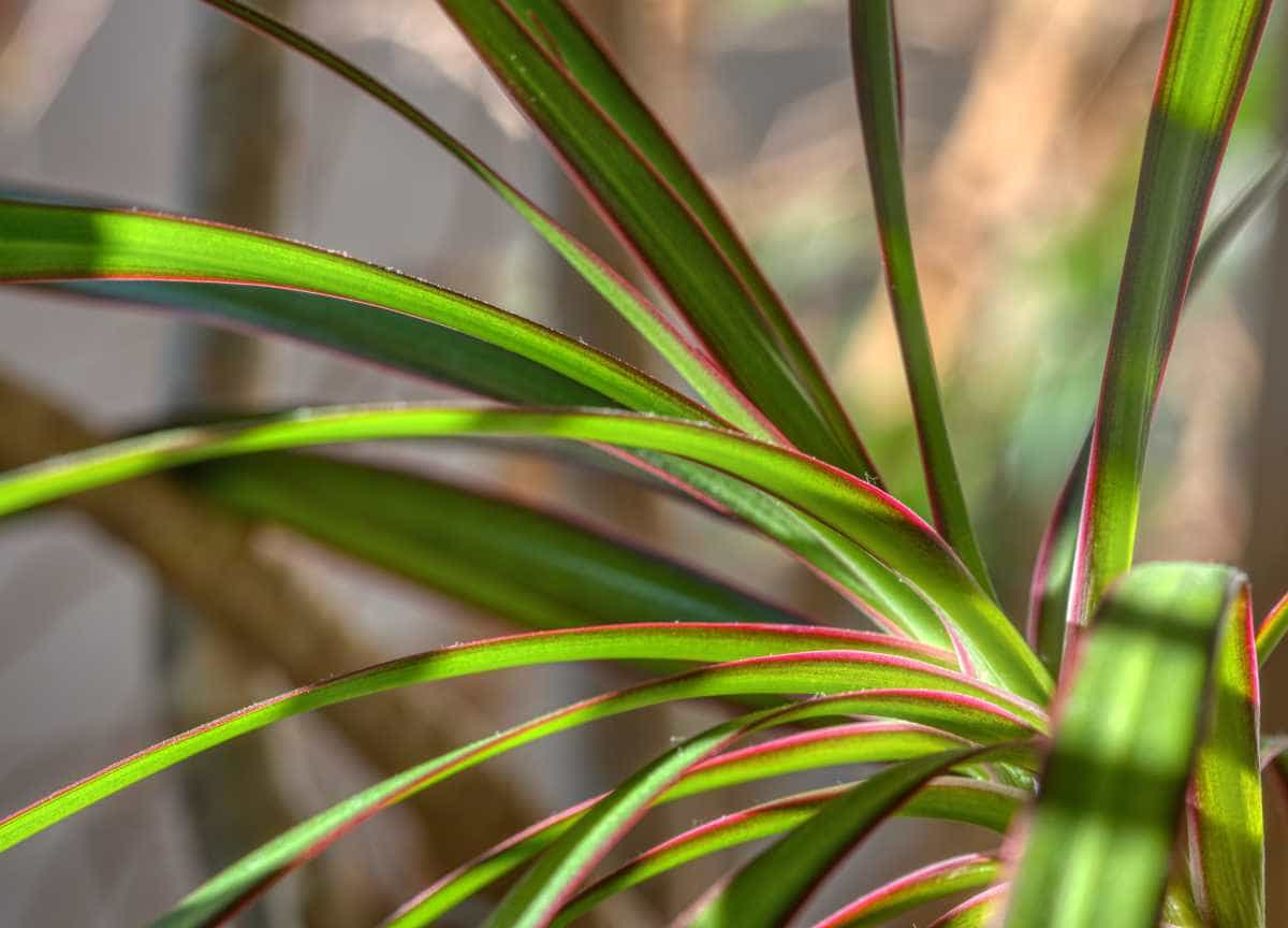 Unveiling the Beauty and Care of Dracaena Marginata A Guide to the Dragon Tree Plant