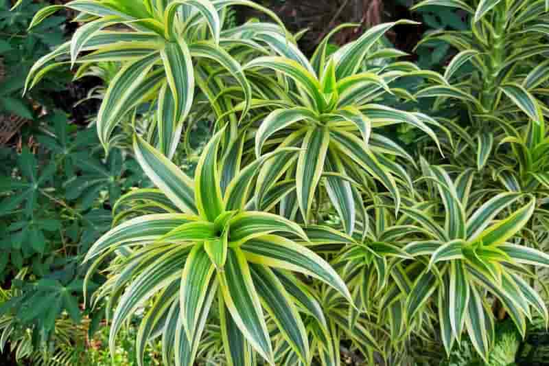 Dracaena Reflexa Unveiling the Beauty and Benefits of the Song of India Plant