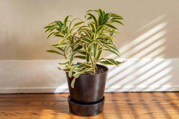 Dracaena Song of India A Symphony of Beauty and Resilience
