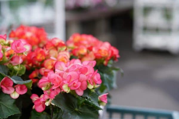 Elatior Begonia: A Complete Guide to Cultivation and Care