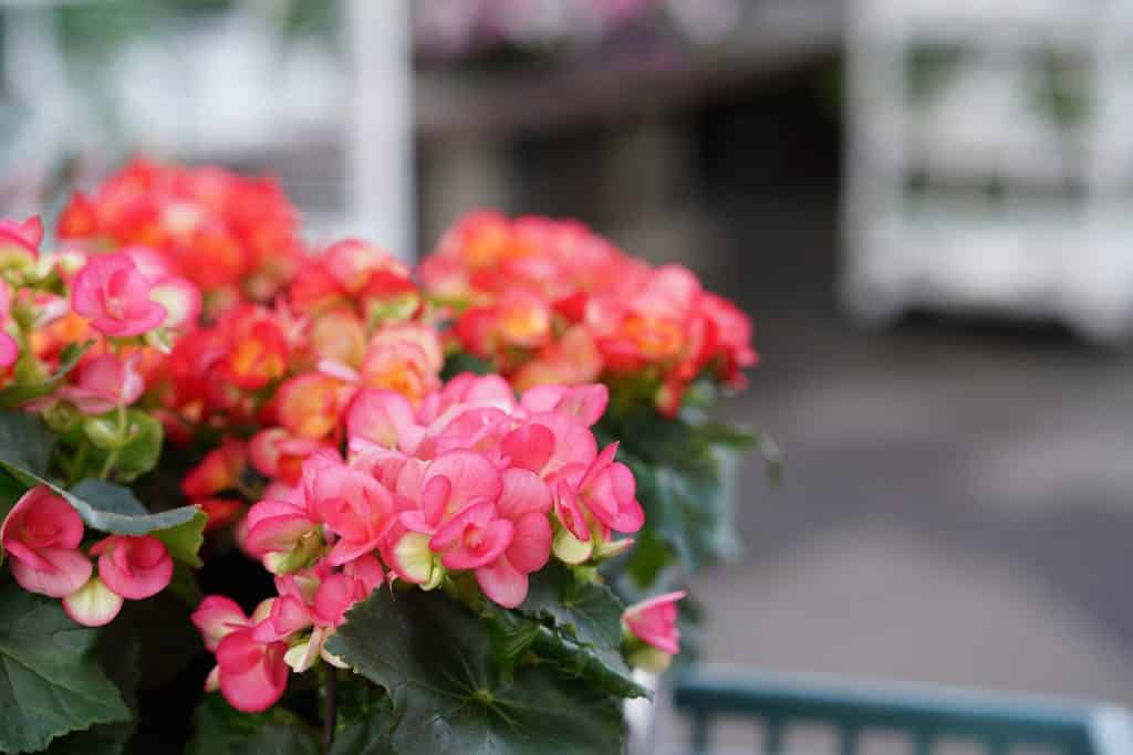 Unveiling the Beauty and Care of Elatior Begonias A Comprehensive Guide