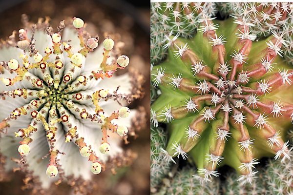 Exploring the Beauty and Diversity of Euphorbia Cactus A Comprehensive Guide