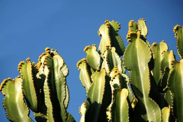 Embracing the Majesty of Euphorbia ingens A Guide to Care and Cultivation