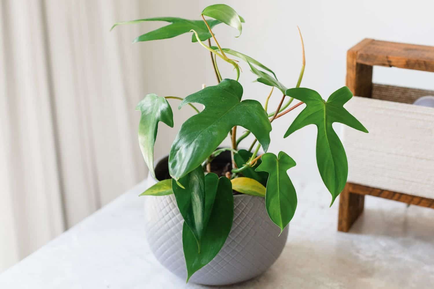 Florida Beauty Philodendron A Tropical Delight for Your Indoor Oasis