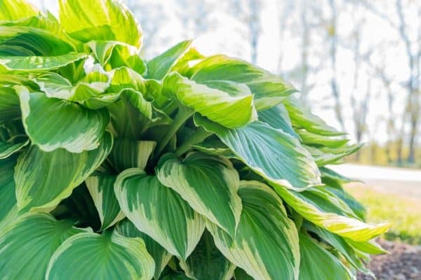 "Shining Bright Hostas Thriving in Sunlight"