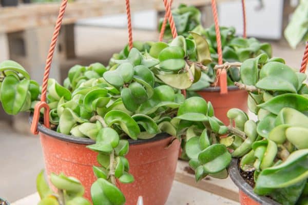 Unveiling the Beauty of Hoya Carnosa Compacta A Complete Guide