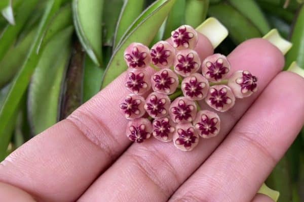 Unveiling the Charm of Hoya Wayetii A Comprehensive Guide to Care and Cultivation