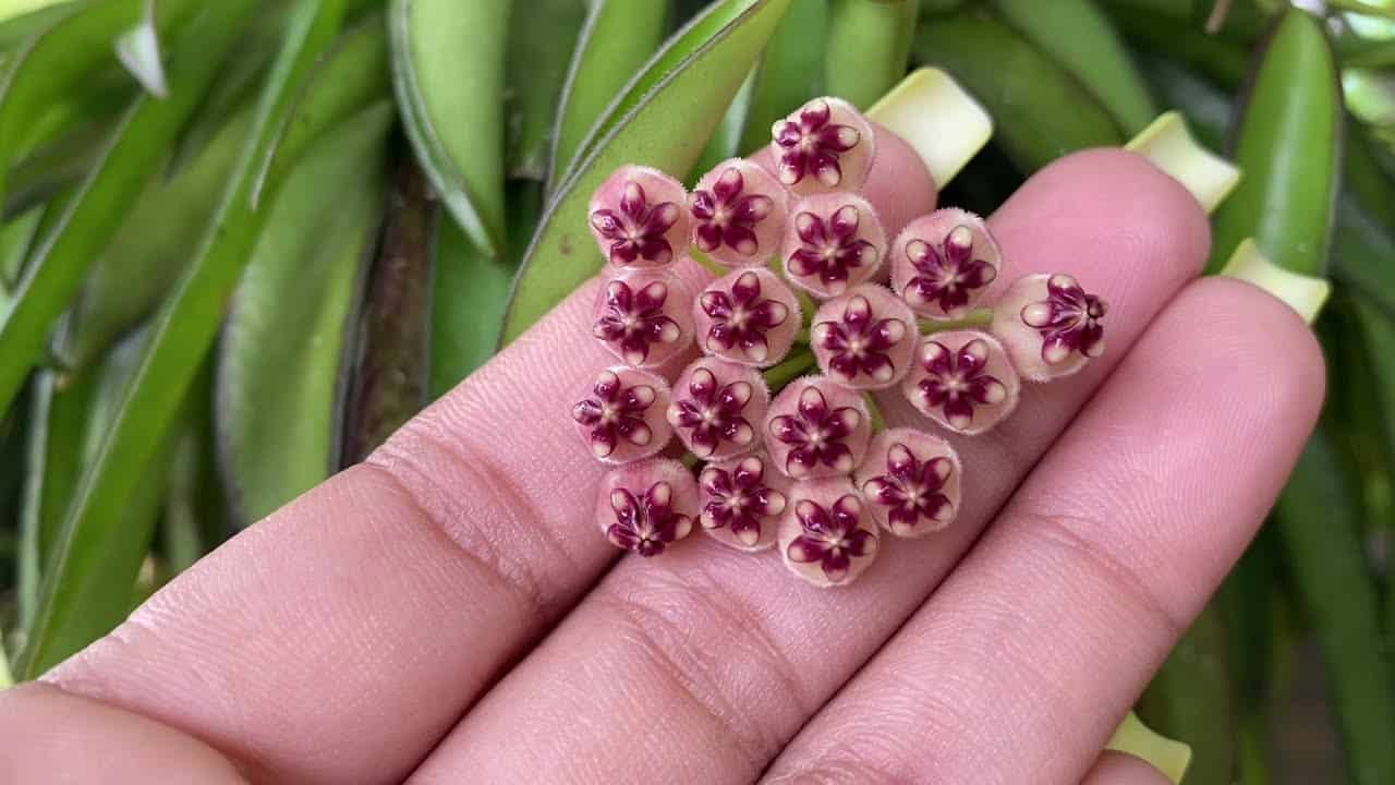 Unveiling the Charm of Hoya Wayetii A Comprehensive Guide to Care and Cultivation