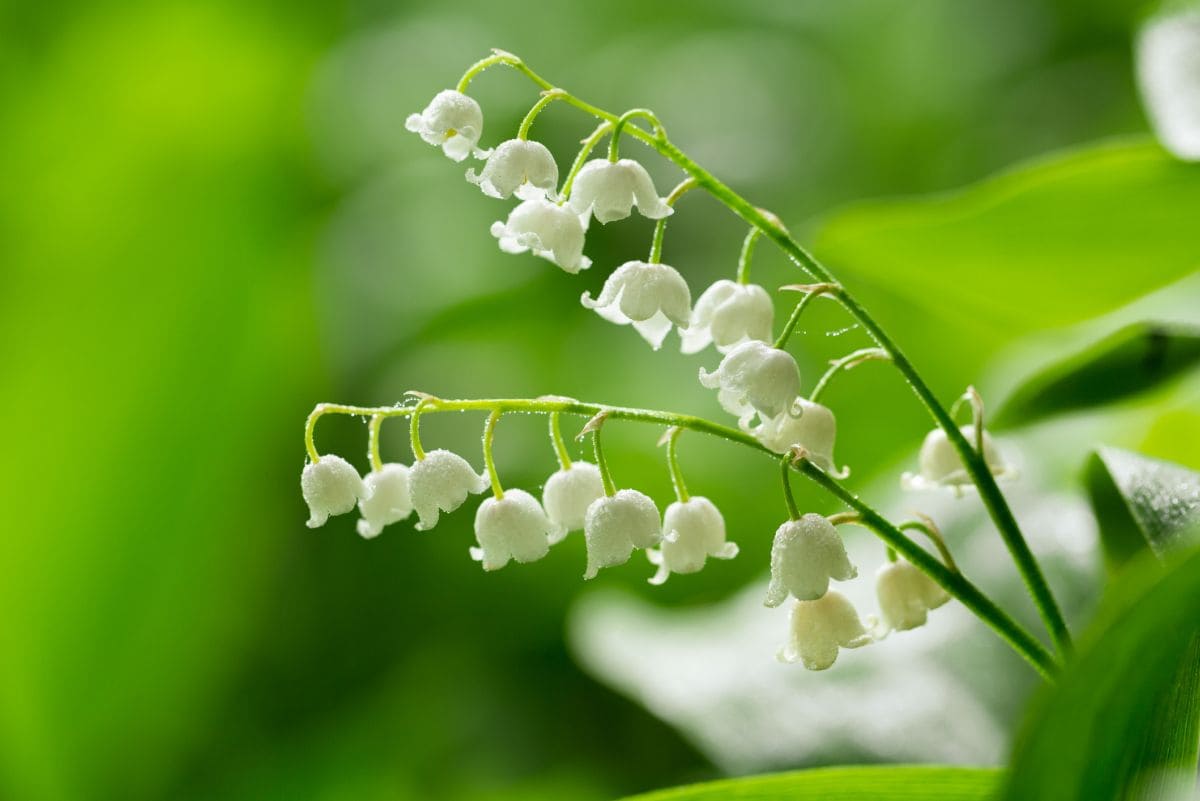 The Enchanting Lily of the Valley Unraveling its Symbolism and Meaning