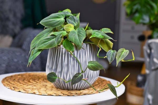 Unveiling the Allure of Micans Philodendron A Comprehensive Guide