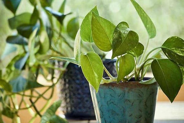 Green Elegance Harnessing the Beauty and Benefits of Money Plants Indoors