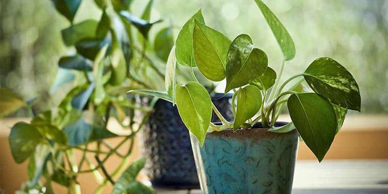 Green Elegance Harnessing the Beauty and Benefits of Money Plants Indoors