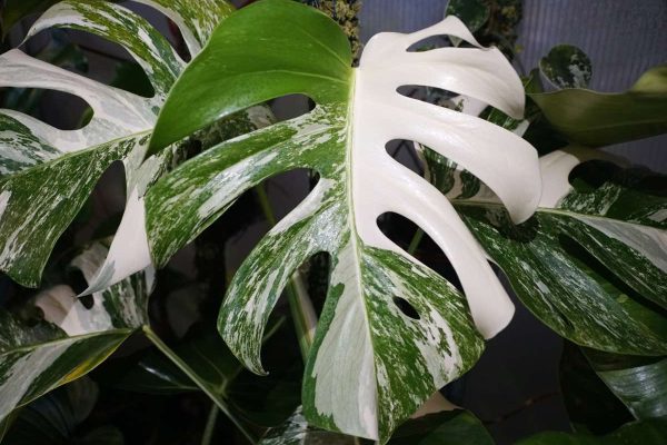 Unlocking the Beauty of Monstera Deliciosa Albo A Comprehensive Guide