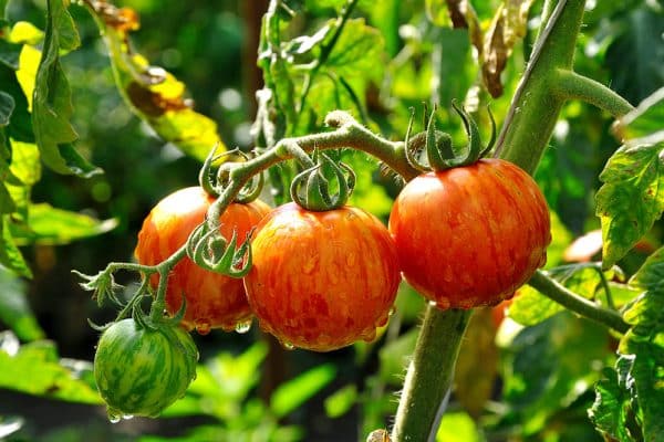"Exploring the Marvels of Mr. Stripey Tomato A Colorful Delight for Your Garden"