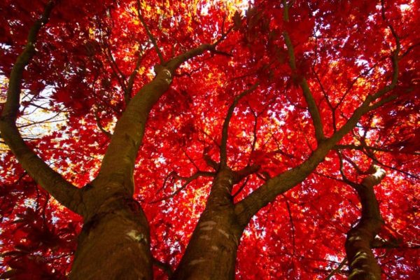 Unveiling the Splendor of October Glory Maple Trees Nature's Autumnal Masterpiece