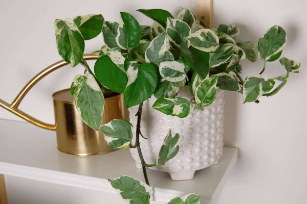 Pearl and Jade Pothos are not only visually stunning additions to your indoor oasis but also offer a host of benefits ranging from air purification to stress reduction
