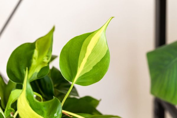 Unveiling the Vibrant Beauty of Philodendron Brazil A Comprehensive Guide