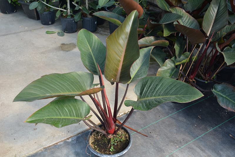 Philodendron Congo A Complete Guide to Care, Maintenance, and Aesthetic Appeal