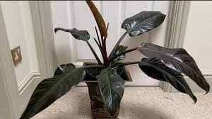 Unveiling the Beauty of Philodendron Imperial Red Care Tips and Growing Guide