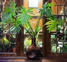 Unveiling the Enigmatic Philodendron Mayoi A Guide to Care and Cultivation