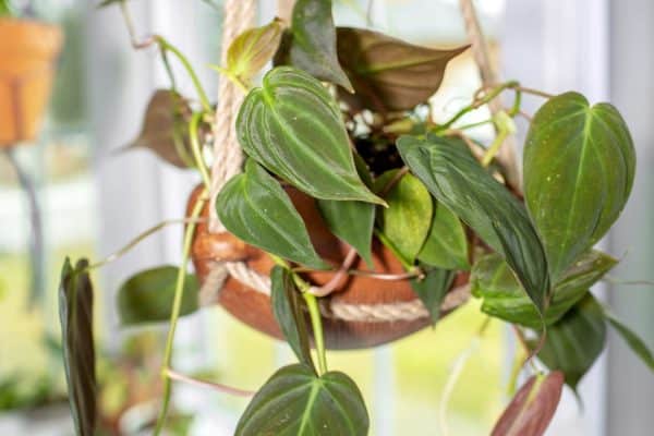 Embracing the Lush Charm of Philodendron Mican A Comprehensive Guide