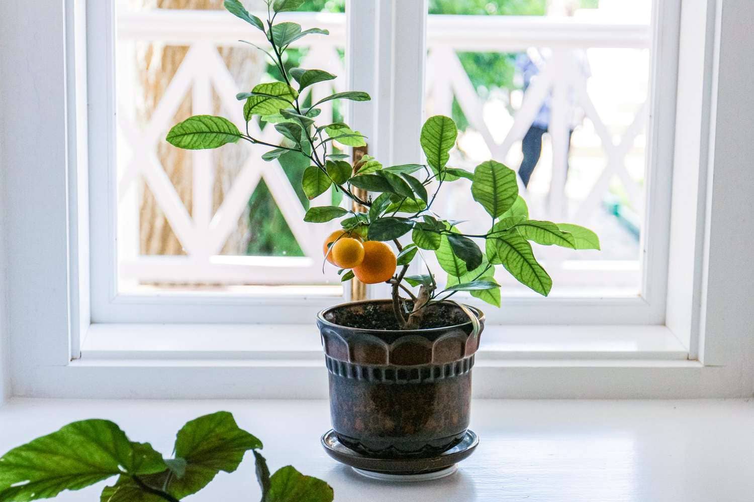From Seed to Citrus A Complete Guide to Planting Lemon Seeds and Cultivating Lush Lemon Trees