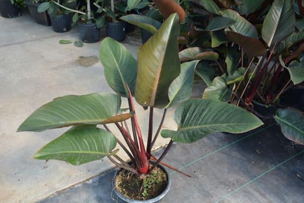 Exploring the Exquisite Beauty and Care Tips for Red Congo Philodendron A Complete Guide