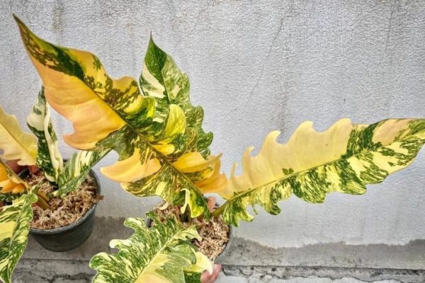 Ring of Fire Philodendron A Blaze of Beauty in Your Indoor Jungle