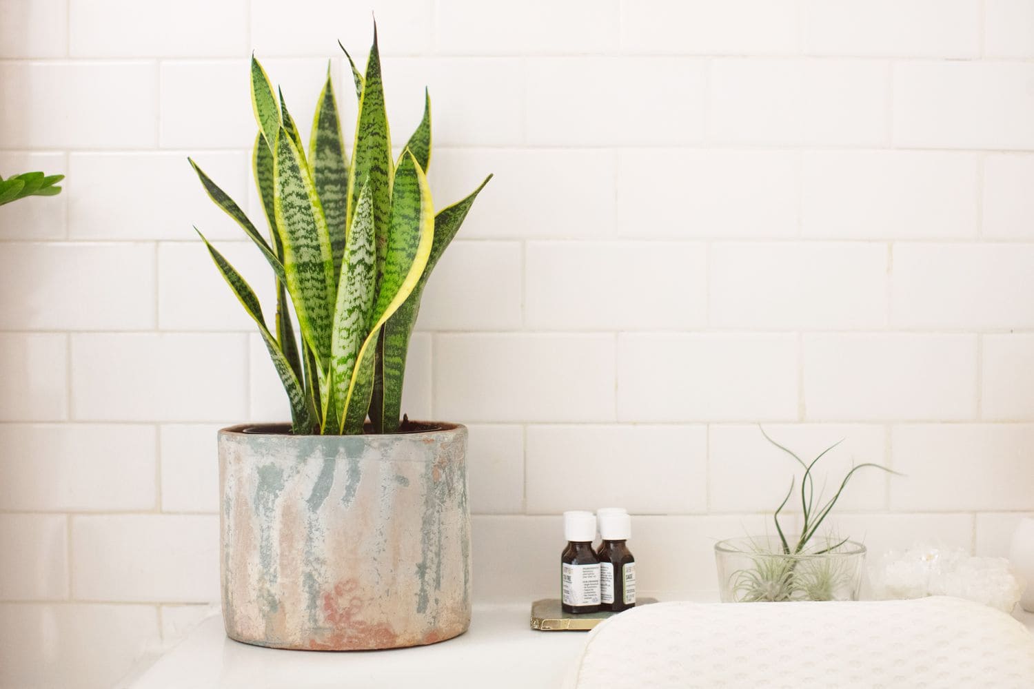 Elevate Your Shower Experience The Ultimate Guide to Shower Plants