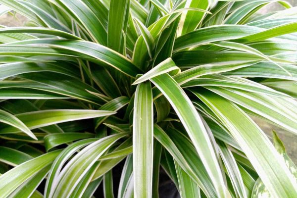 Exploring the Diversity Types of Spider Plants for Your Indoor Garden