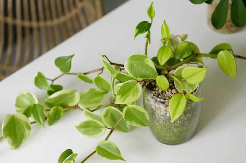 Unveiling the Beauty of Variegated Peperomia A Comprehensive Guide