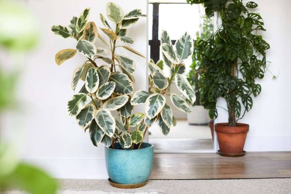 Embracing the Elegance of Variegated Rubber Plants A Guide to Cultivation and Care
