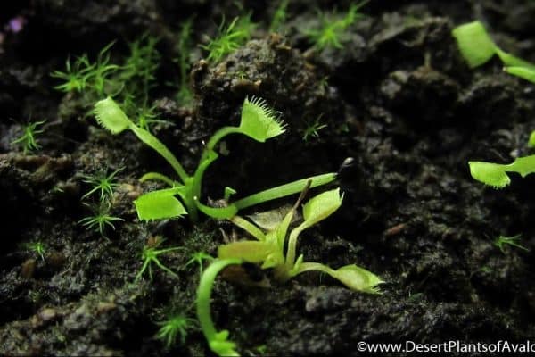 "Nurturing Nature's Predator A Guide to Venus Fly Trap Seedlings"