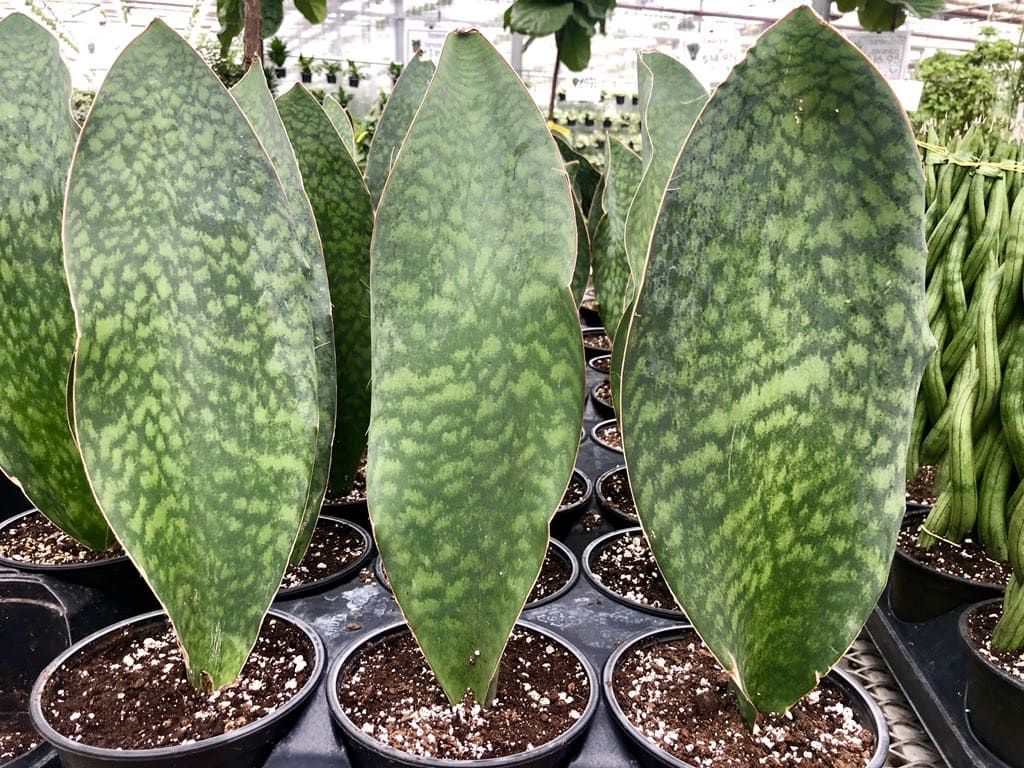 Elegance and Resilience Exploring the Whale Fin Snake Plant