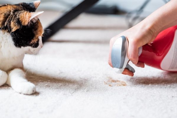 How to Keep Your Home's Interior Odor-Free as a Cat Owner