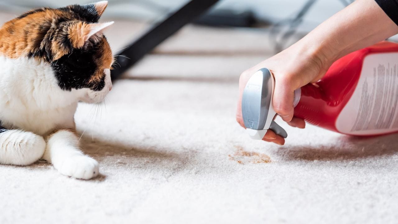 How to Keep Your Home's Interior Odor-Free as a Cat Owner