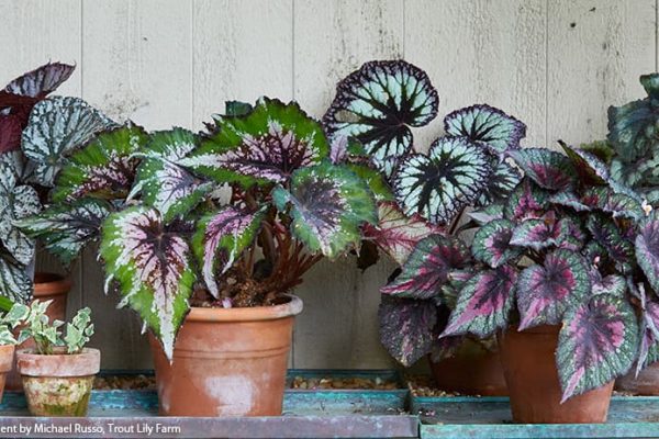 Begonia Rex A Complete Guide to Growing and Caring for the Exotic Houseplant