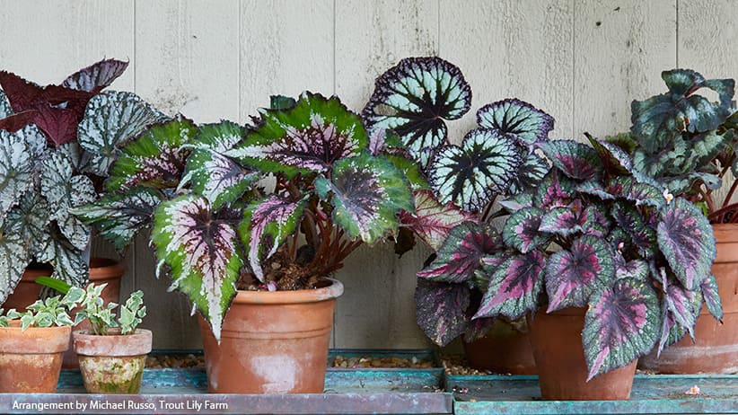 Begonia Rex A Complete Guide to Growing and Caring for the Exotic Houseplant