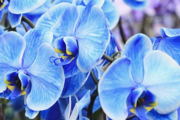 Blue Orchid: A Marvel of Nature's Beauty and Elegance