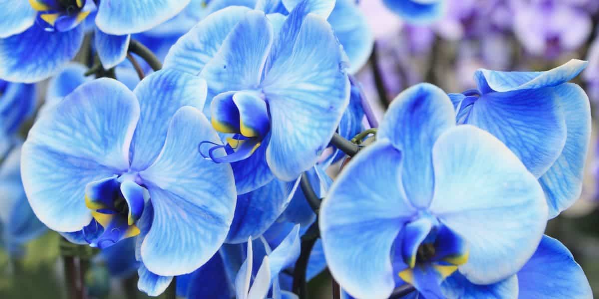 Blue Orchid: A Marvel of Nature's Beauty and Elegance