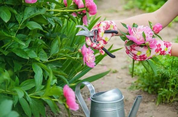 Deadheading Peonies A Gardener's Guide to Pruning for Blooms