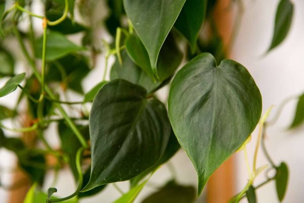 Heart Leaf Philodendron Care A Guide to Growing a Lush and Vibrant Houseplant