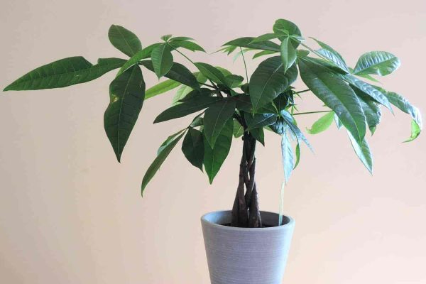 The Ultimate Guide How Often to Water Your Money Tree